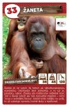 Žaneta - Orangutan bornejský
