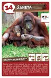 Žaneta - Orangutan bornejský