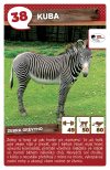 Kuba - Zebra grévyho