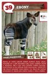 Ebony - Okapi pruhovaná