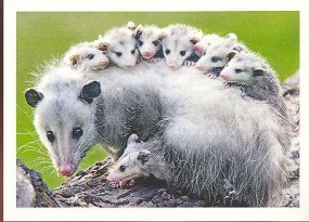 Vačice opossum