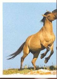 Mustang (1/2)