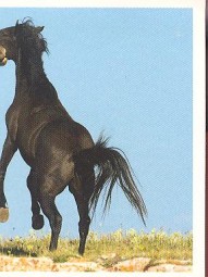 Mustang (2/2)