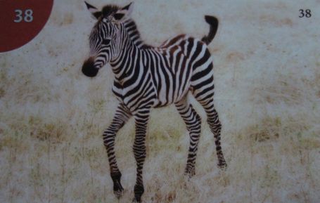 Zebra