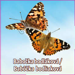 Babočka bodláková