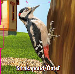 Strakapoud