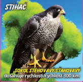 Stíhač - Sokol stěhovavý