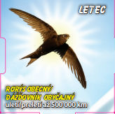 Letec - Rorýs obecný