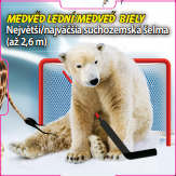 Medvěd lední