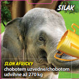 Silák - Slon africký