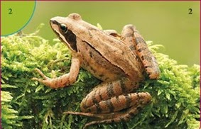 Skokan lesní