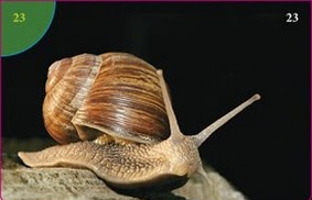 Hlemýžď zahradní