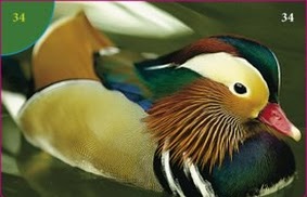 Kachnička mandarinská