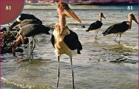 Marabu