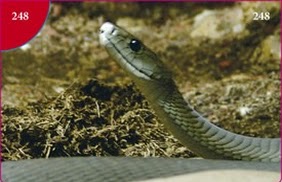 Mamba černá