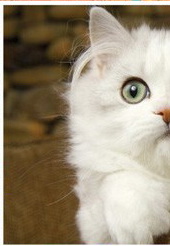 Perská kočka (1/2)