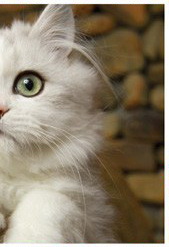 Perská kočka (2/2)