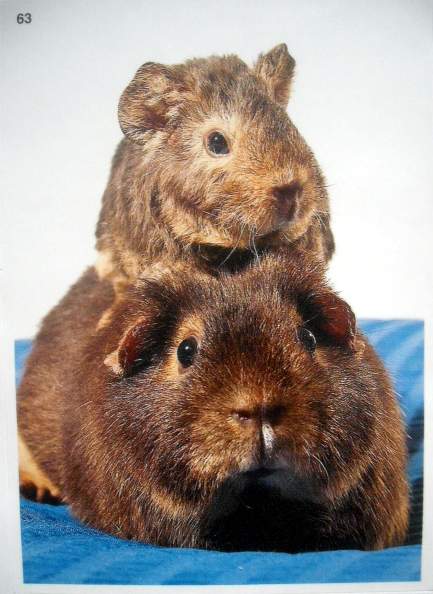 US teddy (Americký teddy)