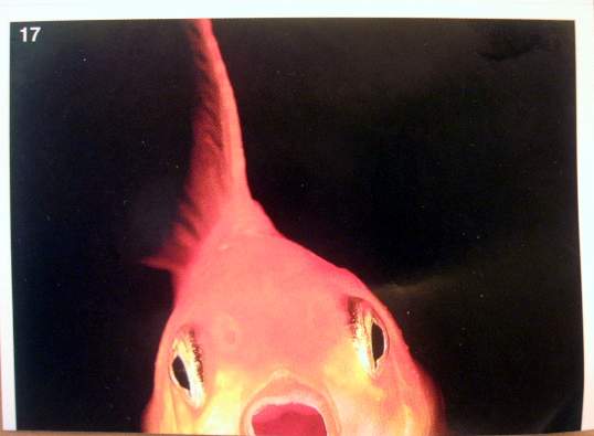 Závojnatka čínská (1/2)