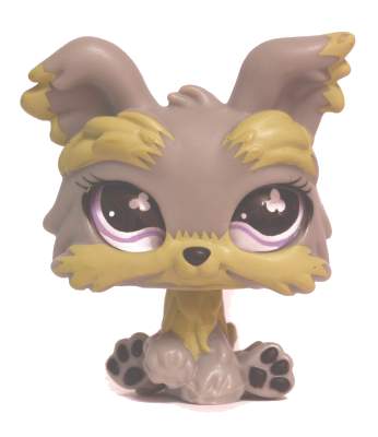 Yorkšírský teriér