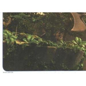 Pterodaktylové (3/4)