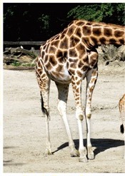 Žirafa Rothschildova (1/2)