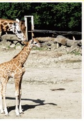 Žirafa Rothschildova (2/2)