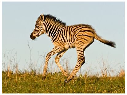 Zebra stepní