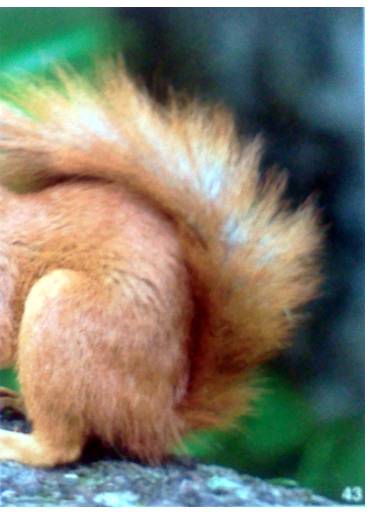 Veverka obecná (2/2)