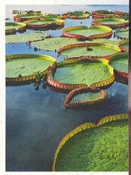 Viktorie královská (1/2)