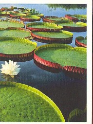 Viktorie královská (2/2)