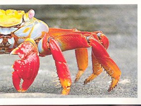 Souostroví Galapágy (2/2)