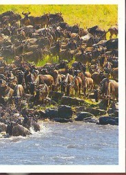 Tah zvířat v Serengeti (3/3)