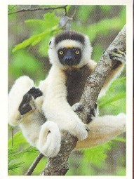 Sifaka