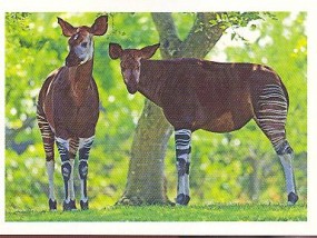 Okapi