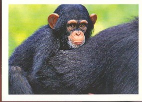 Šimpanz