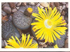Živé kameny - Lithops