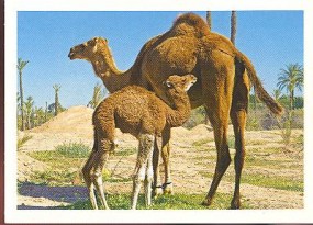 Velbloud