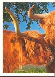 Skotský náhorní skot (1/2)