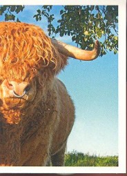 Skotský náhorní skot (2/2)