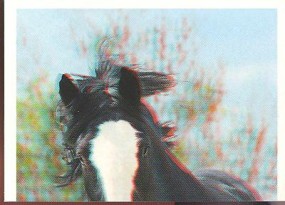 Shirský kůň (1/3)