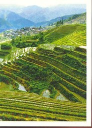 Rýžové terasy Longji (2/2)