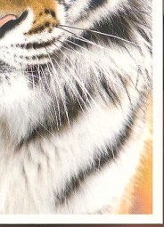 Tygr sibiřský (4/4)