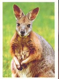 Wallaby
