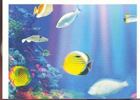 Velký bariérový útes (1/3)