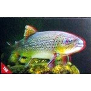 Pstruh obecný (potoční)