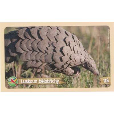 Luskoun bělobřichý