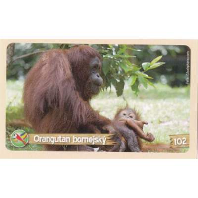 Orangutan bornejský