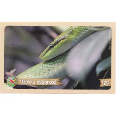 Užovka ostronosá