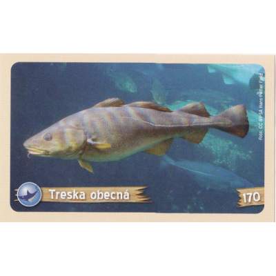 Treska obecná